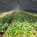 산마늘펜션 이미지