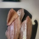 지미테크 | [공지] 고성군 대진항 승리호 26년 어구가자미 시즌 안내