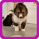 옥정강아지 이미지