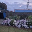 느티나무펜션 | 보령펜션 깨끗한 느티나무집펜션 방문 후기