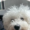 솜이랑 | 아산 베로니 애견미용 비숑 솜이 머털도사에서 귀툭튀컷 후기