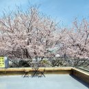 [창원 마산 가포 덕동 카페] 2층 테라스 벚꽃뷰 카페 어위크커피 /동백, 벚꽃 드라이브 데이트하기 좋은곳