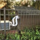 멍멍이집 이미지