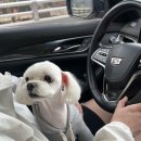 퍼니멍멍 갤럭시하우스점 이미지