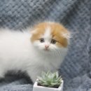 쓰담쓰담 이미지