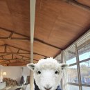 가평남이섬리알토스파수영장가족펜션 이미지