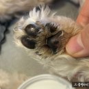 윤앤퍼피 | 강아지 발바닥 갈라짐 보호 퍼피러브 강아지밤 강아지발사탕 후기