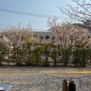 문라이트캠핑장 | [강화 벚꽃캠핑장] 강화 문라이트 캠핑장 벚꽃캠핑 후기, 명당정보