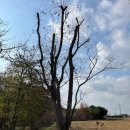 팽나무 농장 이미지