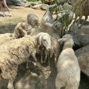 평화목장 | 나트랑 판랑사막 투어 양떼목장 이색 후기!