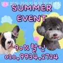 멍토피아 | 인천강아지분양 멍토피아 강아지분양 인천본점 특별하고 차별화된 서비스를 제공하는 업체