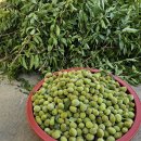 매실 개복숭아 효소 담기 이미지