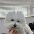 그루밍 501 이미지
