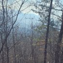 낭만 Dog 이미지