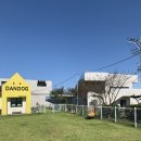단독 dandog 이미지