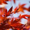 구황작물 이미지