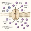 Re: 문형철 오랜 숙제 &#39;아미노산 대사&#39;와 인체 건강, 질병.. 2023 네이처!! 이미지