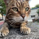 야옹수산 이미지