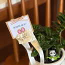 금나비 | 메가커피 개업 화분 추천, 돈을 부르는 '보석금전수' 배송 후기 (feat. 김포 꽃배달)