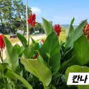 꽃밭에는꽃들이
