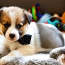 꼬리치는 강아지 이미지