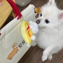 울산 삼산동 애견유치원:) 핫도그 반려견 유치원 등원 솔직후기