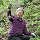 &#39;산양蔘 부자 마을&#39; 함양, 엑스포 대박 꿈꾼다