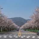 엄사근린공원 | 계룡 봄 여행지 추천 제3정문앞벚꽃길