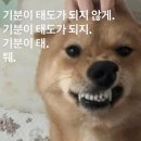 다사랑 애견 | 유월도 수고했어