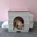 펫하우스애견 이미지