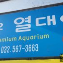 젊은열대어