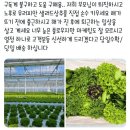 정진농장 | 여름에도 신선한 유러피안샐러드채소 내돈내산 구매후기