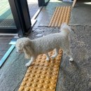 줌바댄스 | 줌바댄스 초보 두달차 후기 효과 공유