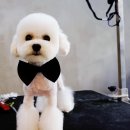 보람그루밍 이미지