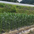 대발농장 이미지