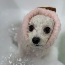 편안한댕 이미지