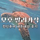 대한열대어 | 보홀 오후 발리카삭 투어 내돈내산 솔직후기, 거북이, 팁, 호핑, 열대어, 식사