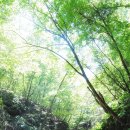 106회 (8월9일 토요일)버스도보는 홍천 미약골로 계곡 트레킹입니다. 이미지