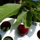 친환경체리 이미지