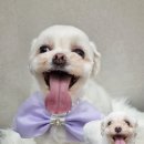 동물친구들 애견미용실 이미지