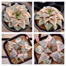 명기농장 이미지