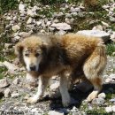 애견백과 - 아제르바이잔 셰퍼드 도그 (Azerbaijan Shepherd Dog) 이미지