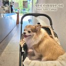 평촌 반려동물동반 스몰굿커피 평촌점 방문기 평촌 넬 동물병원 근처 카페