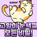 299. 고양이 눈동자 색깔의 비밀! 이미지