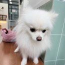 진이애견 이미지