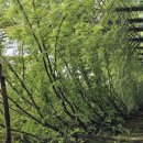 진안군 농업기술센터꽃축제 이미지