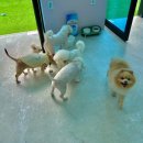 파브 퍼피 이미지