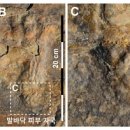 원시로4 이미지