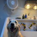 허벌라개 이미지