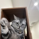 냥블레스유 이미지